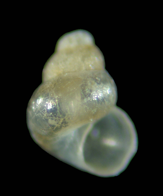 Il genere Setia e Crisilla nel Mediteraneo